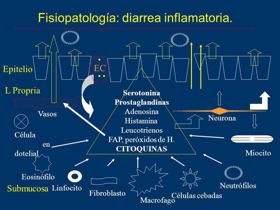 diarrea bacteriana fisiopatologia